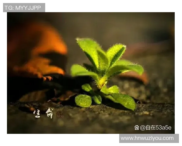 释放内在能量,开启人生新篇章,成就自我价值与潜力的完美结合